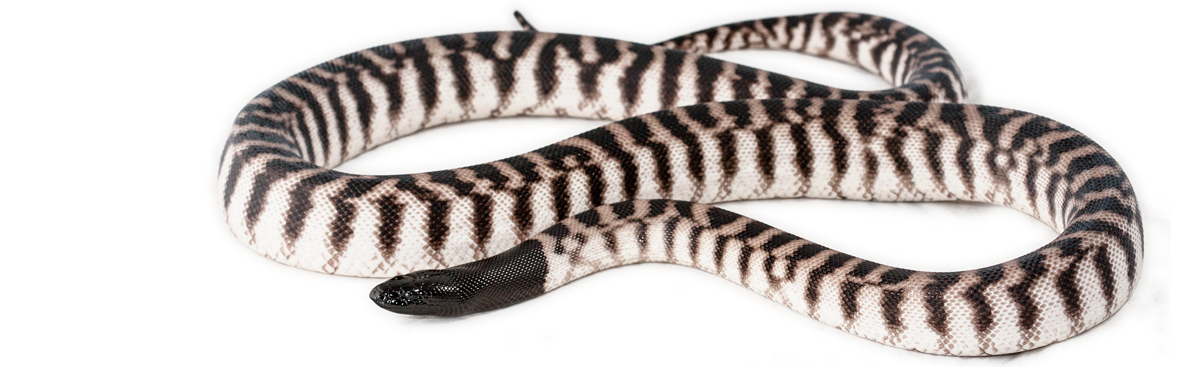 Axanthic Blackheaded Python