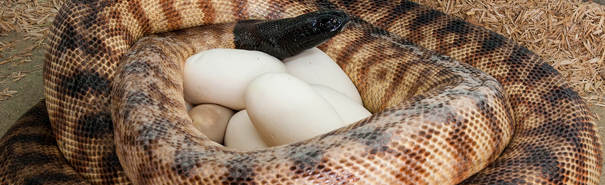 Blackheaded Python with Eggs