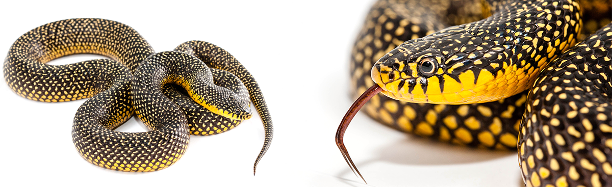 Apricot Speckled Kingsnake