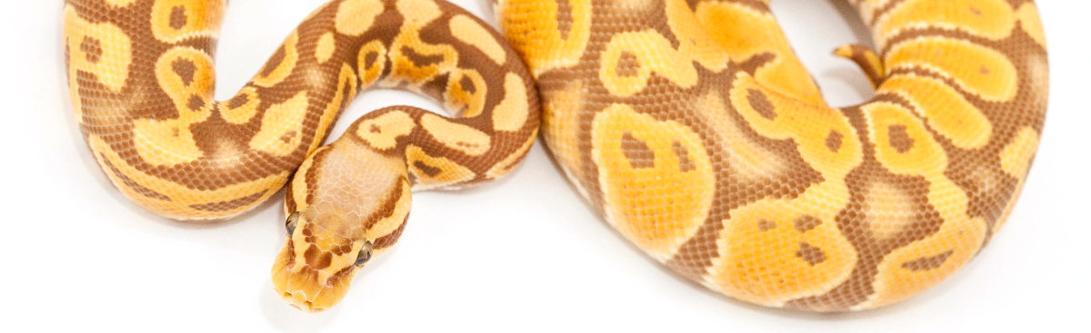 Pastel Ultramel Ball Python