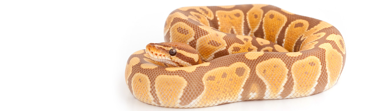 Pastel Ultramel Ball Python